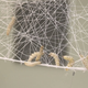 Illustration for article titled 6,500 Silk Worms Spin One Heck Of A Cloud